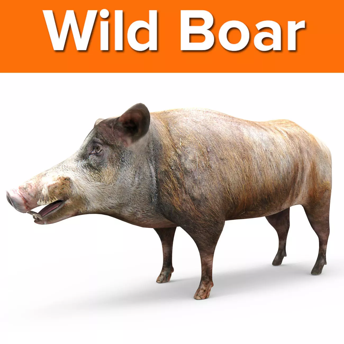 3D Wild Boar 3D Model Low-poly 3D model_0