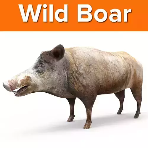 3D Wild Boar 3D Model