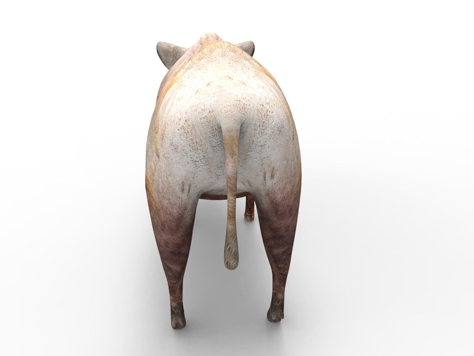 3D Wild Boar 3D Model Low-poly 3D model_2