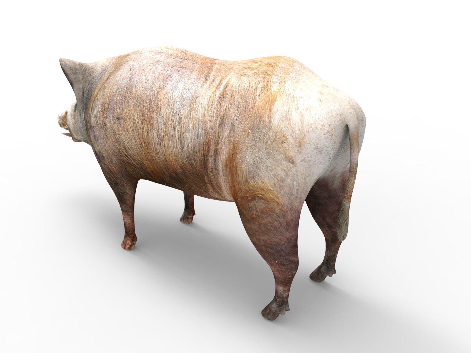 3D Wild Boar 3D Model Low-poly 3D model_4