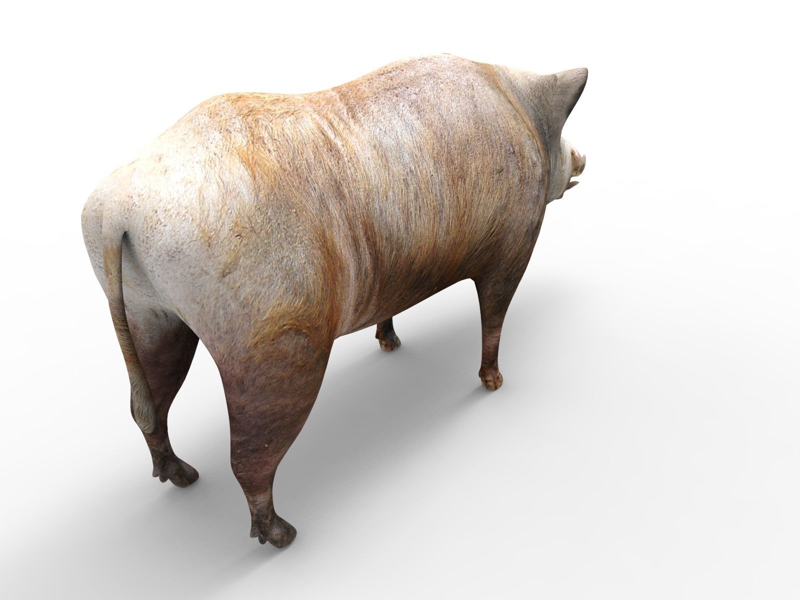 3D Wild Boar 3D Model Low-poly 3D model_3