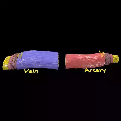 Blood vessel artery vein structure labelled