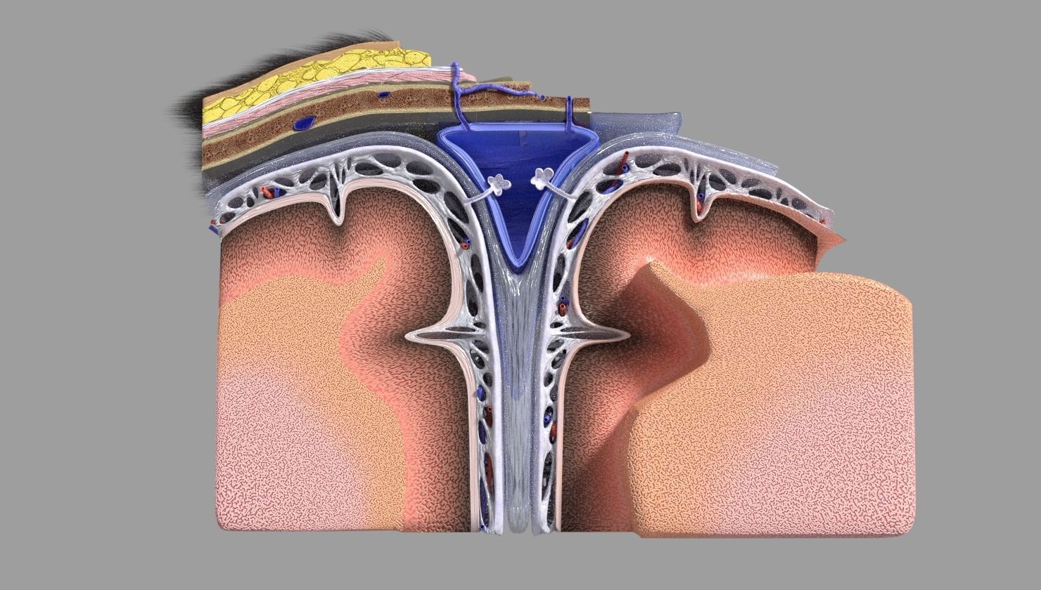 brain with meninges labelled detail 3D model_8