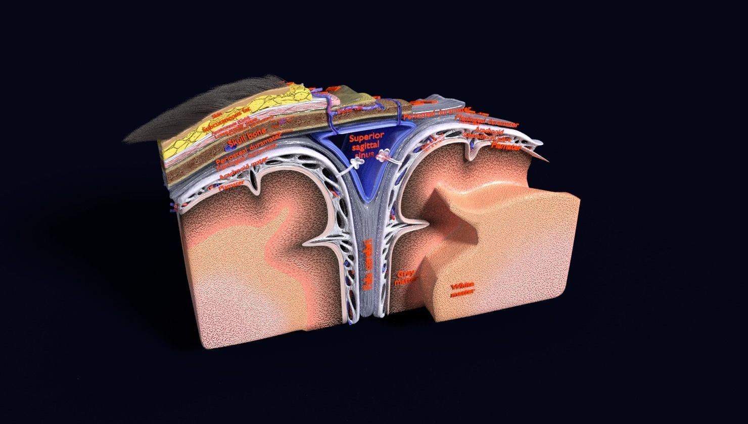 brain with meninges labelled detail 3D model_83