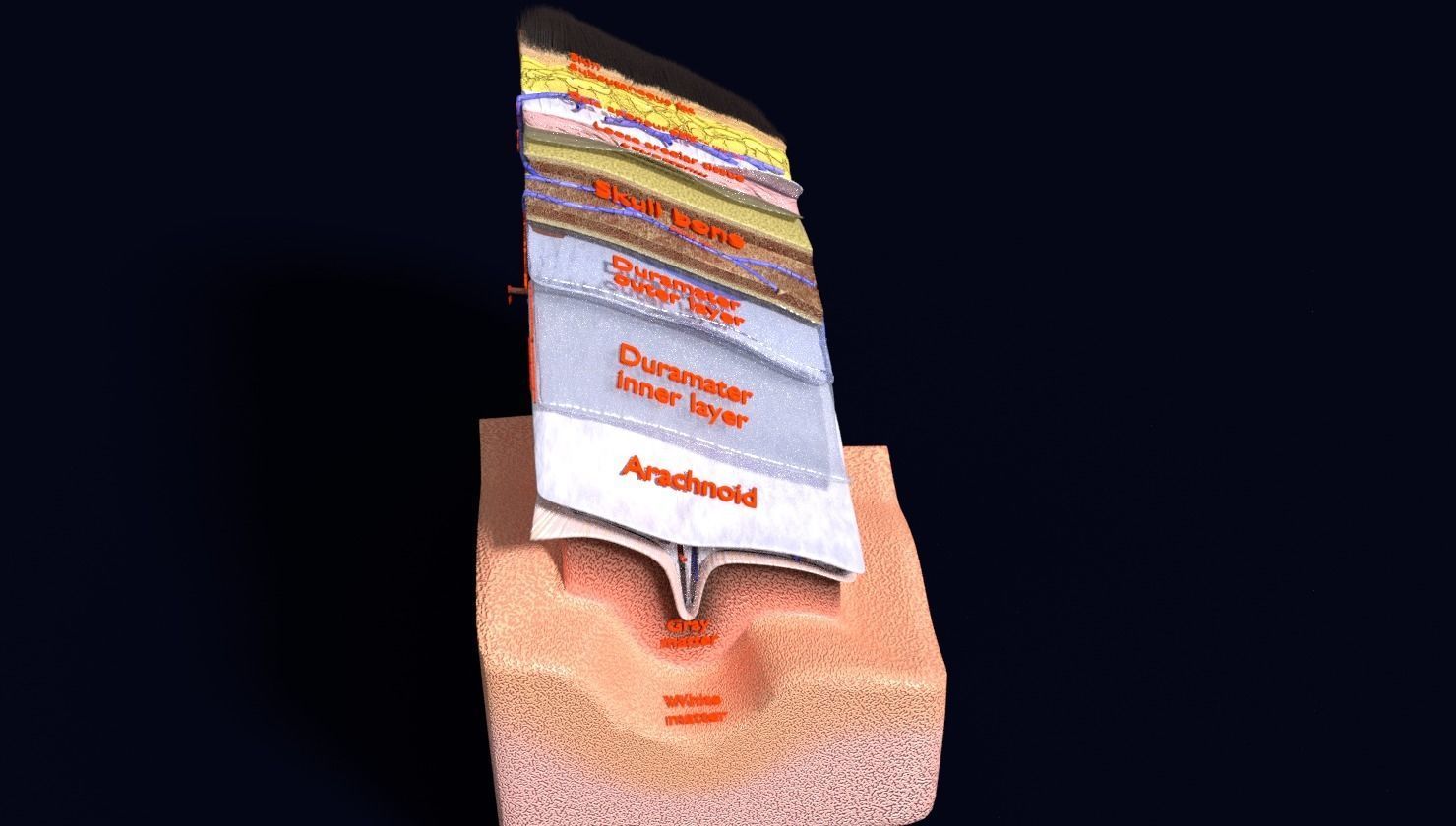 brain with meninges labelled detail 3D model_66