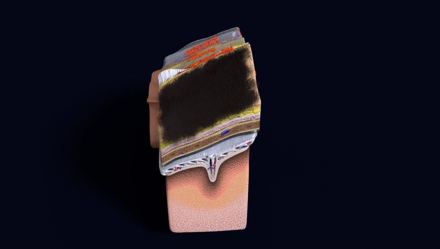 brain with meninges labelled detail 3D model_97