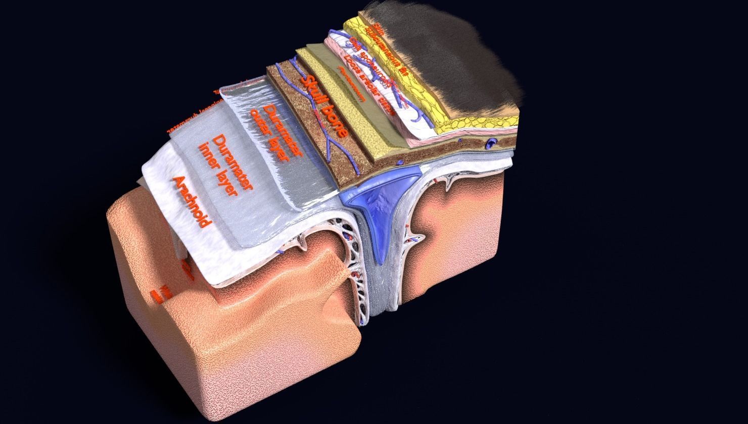 brain with meninges labelled detail 3D model_53