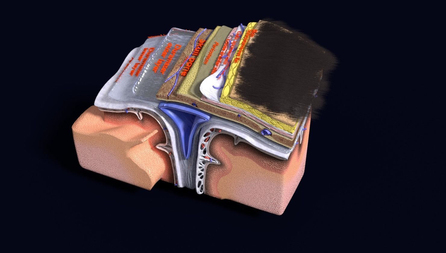 brain with meninges labelled detail 3D model_113