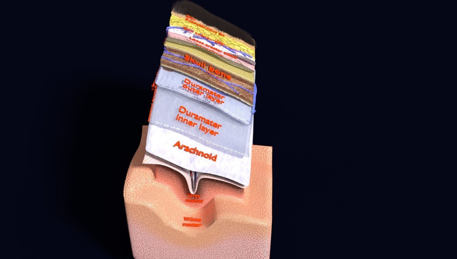 brain with meninges labelled detail 3D model_63