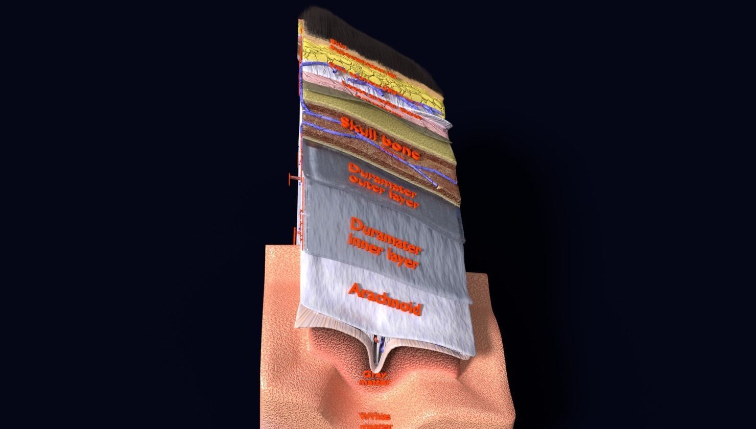 brain with meninges labelled detail 3D model_19