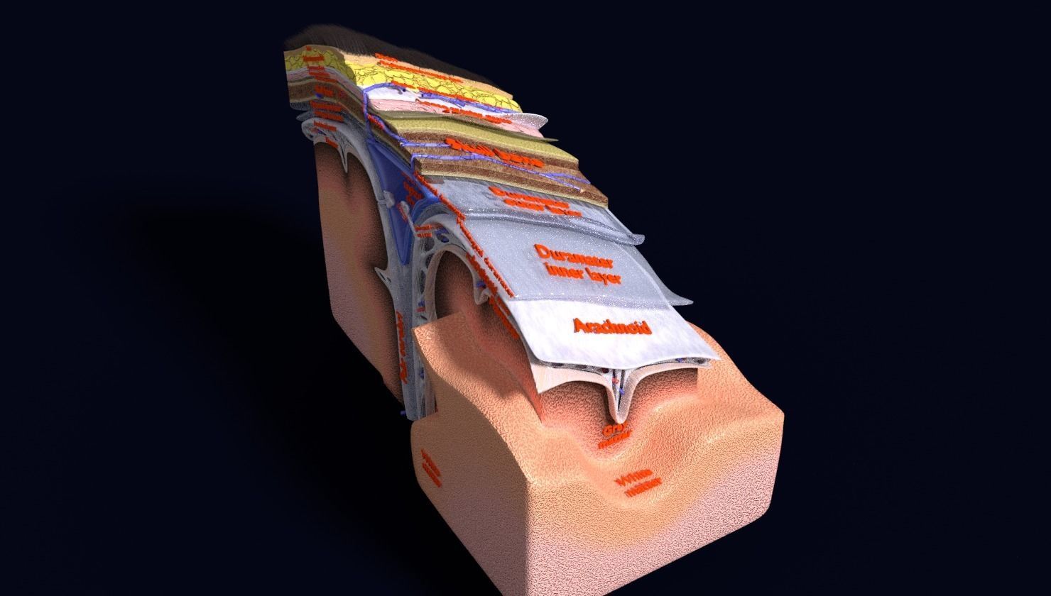 brain with meninges labelled detail 3D model_70