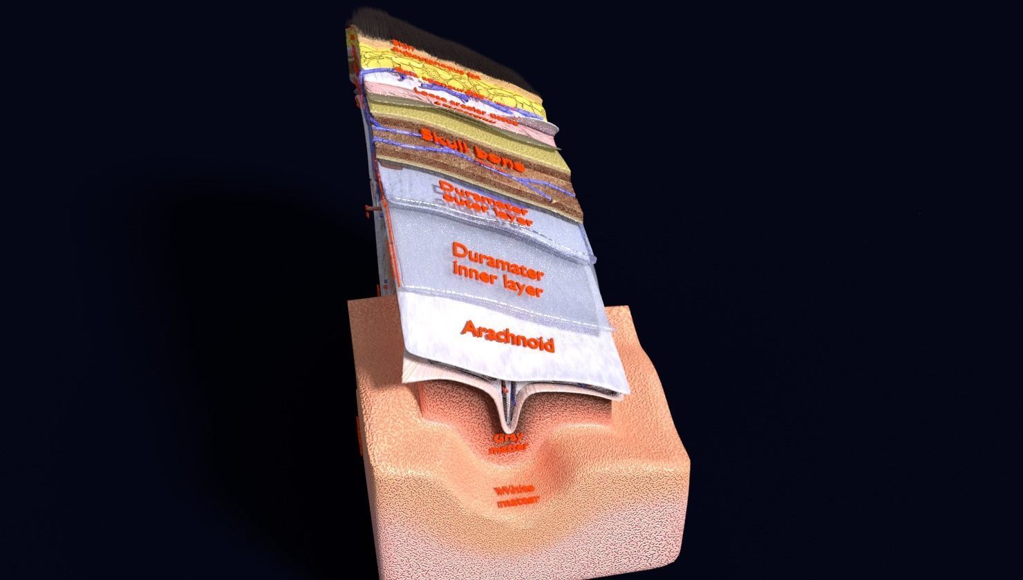 brain with meninges labelled detail 3D model_65