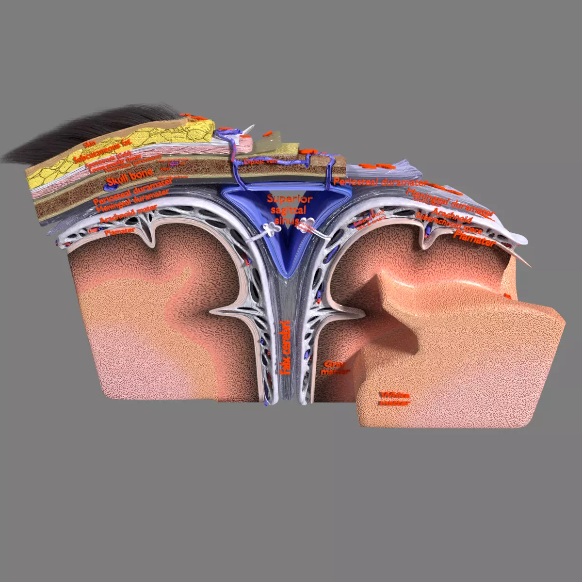 brain with meninges labelled detail 3D model_0