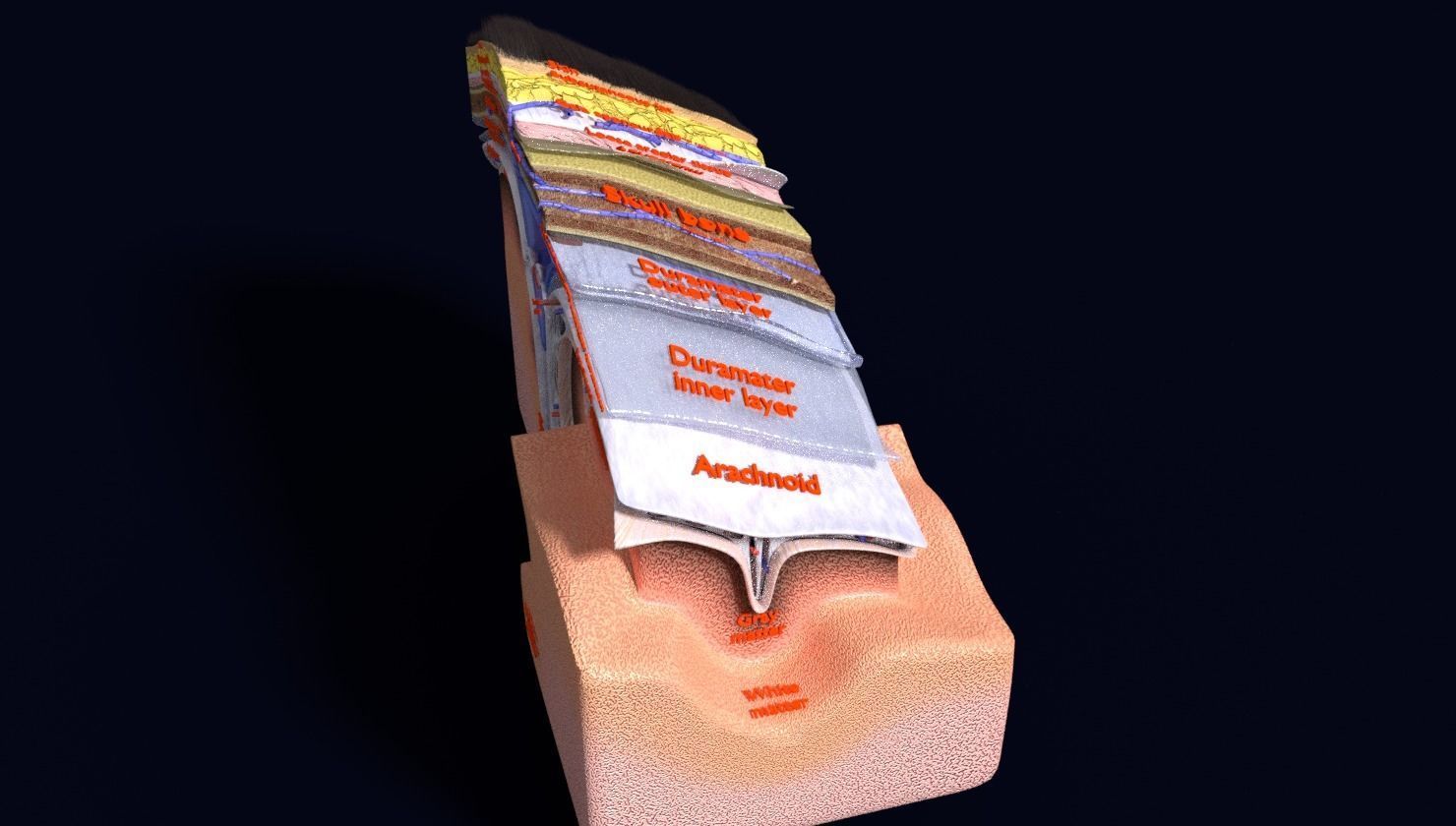brain with meninges labelled detail 3D model_68