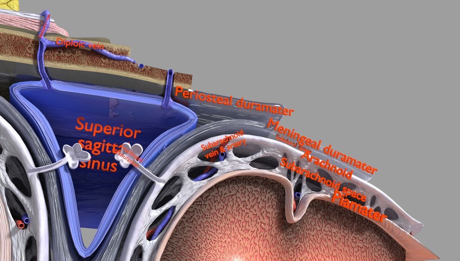 brain with meninges labelled detail 3D model_31