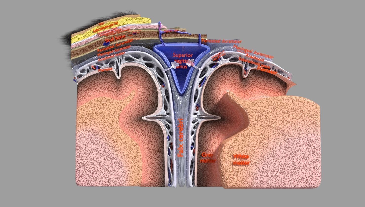 brain with meninges labelled detail 3D model_47