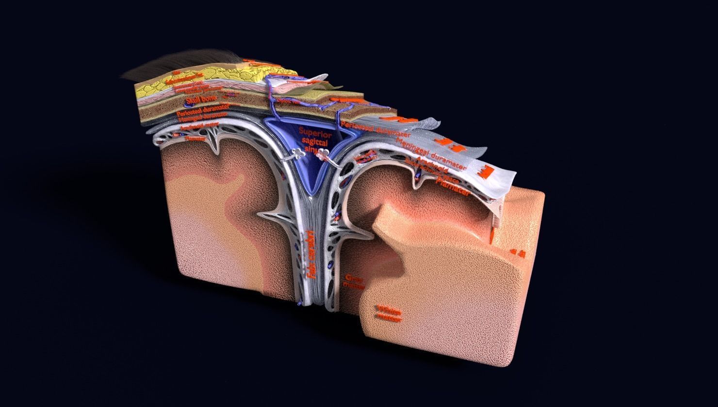 brain with meninges labelled detail 3D model_77