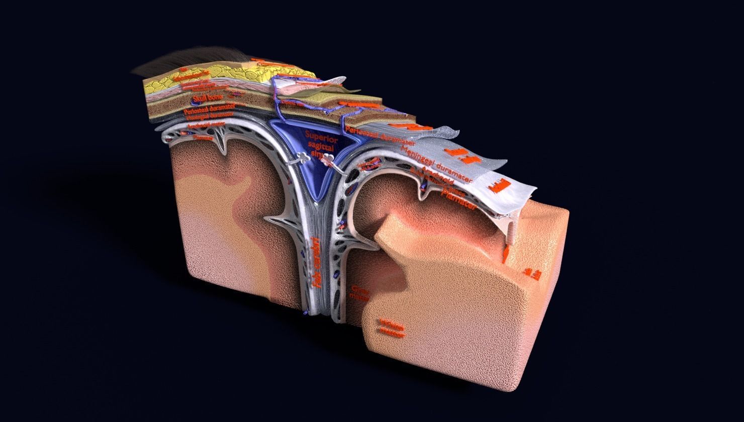 brain with meninges labelled detail 3D model_78