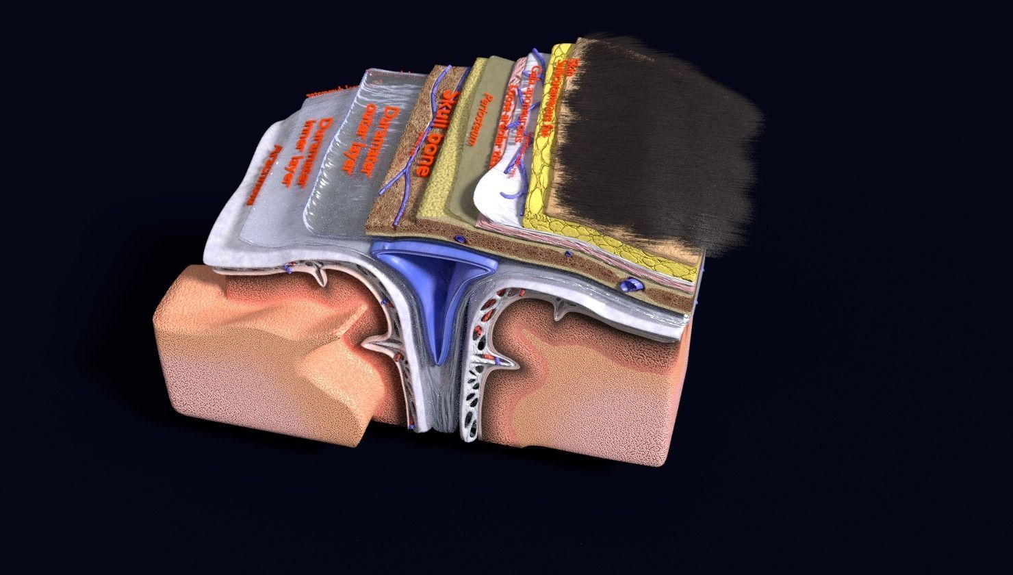brain with meninges labelled detail 3D model_116