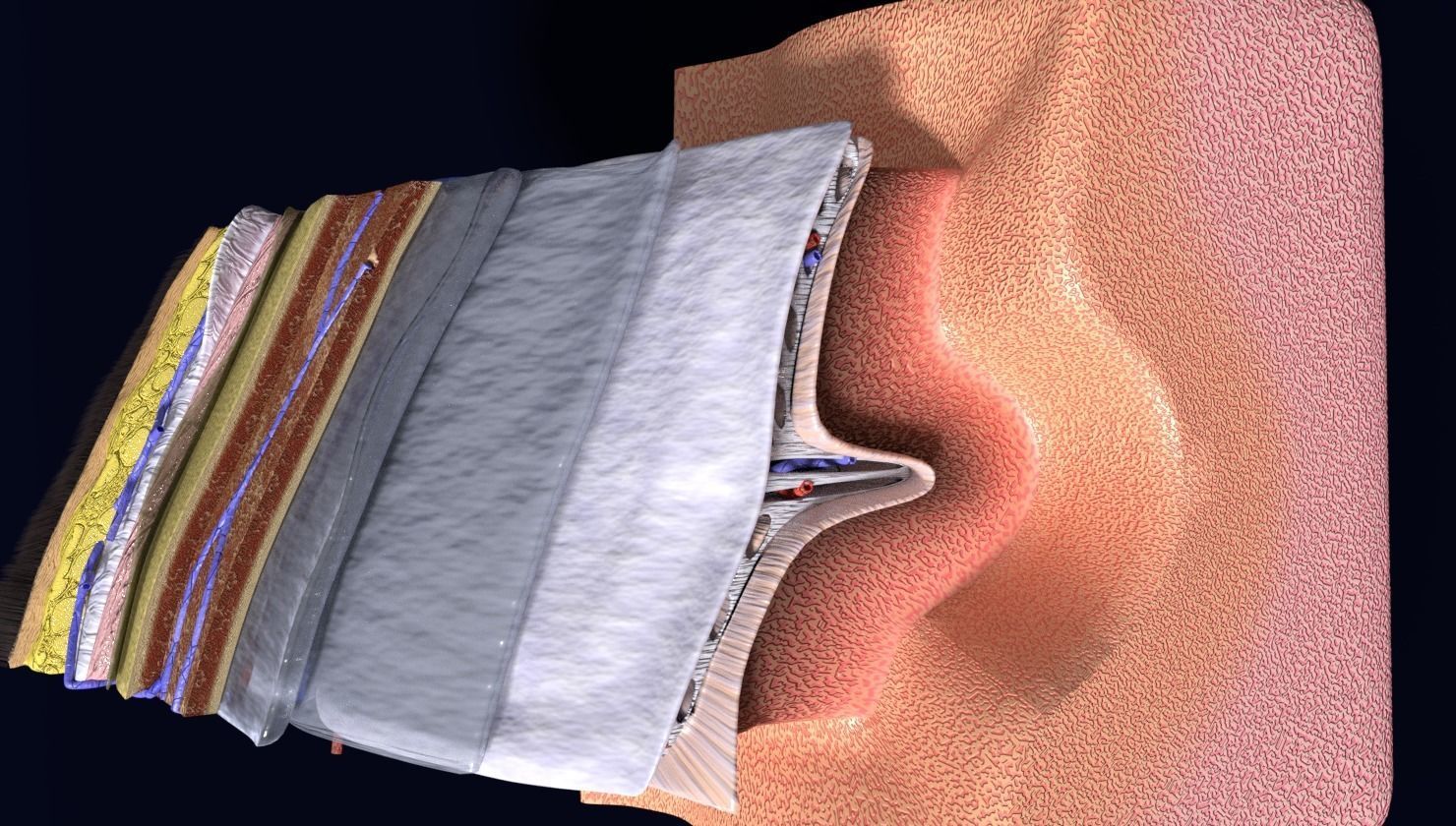 brain with meninges labelled detail 3D model_45