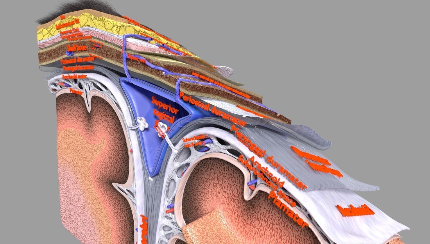 brain with meninges labelled detail 3D model_35