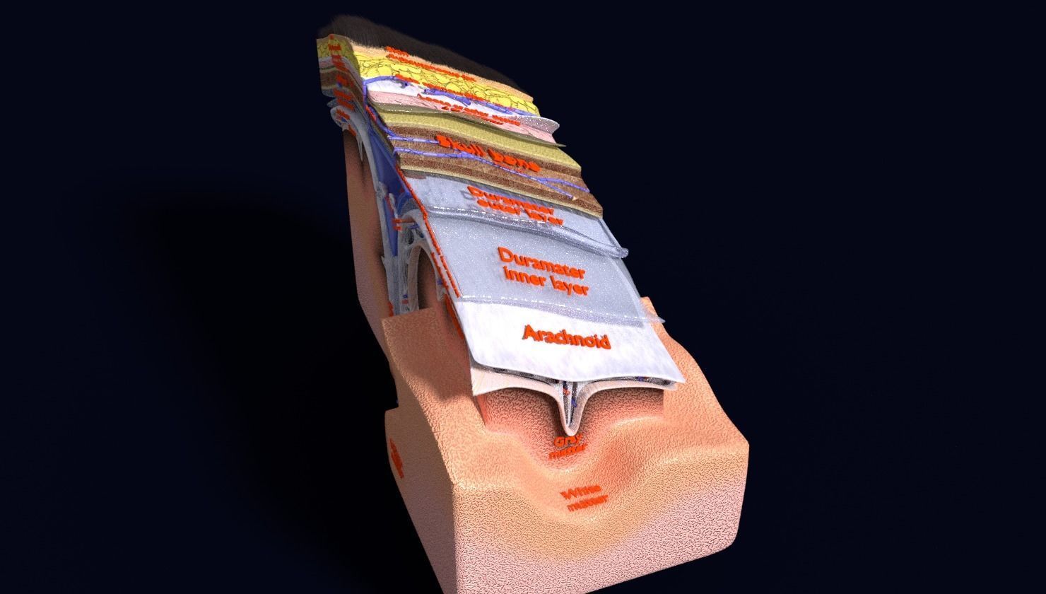 brain with meninges labelled detail 3D model_67
