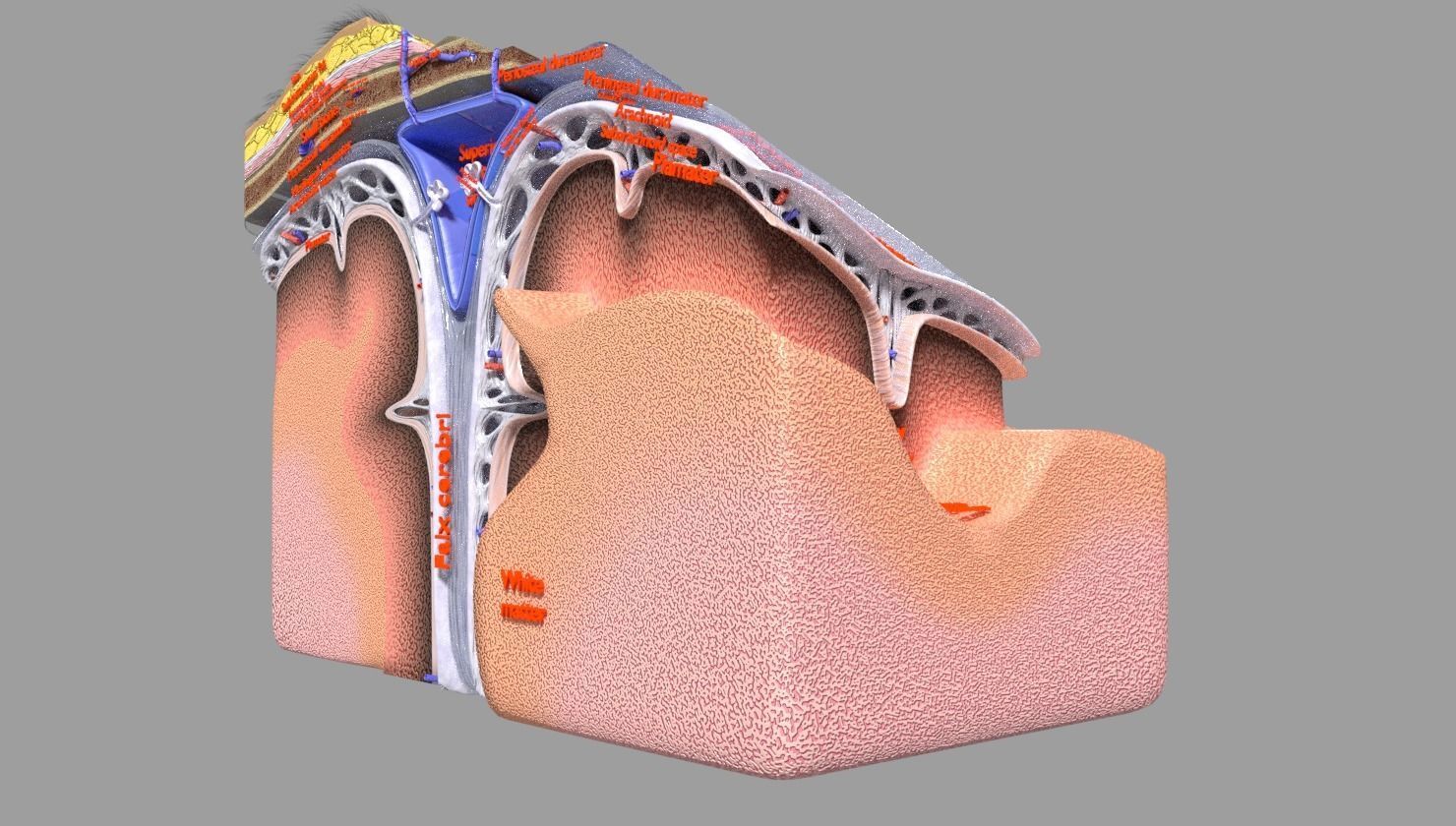 brain with meninges labelled detail 3D model_50