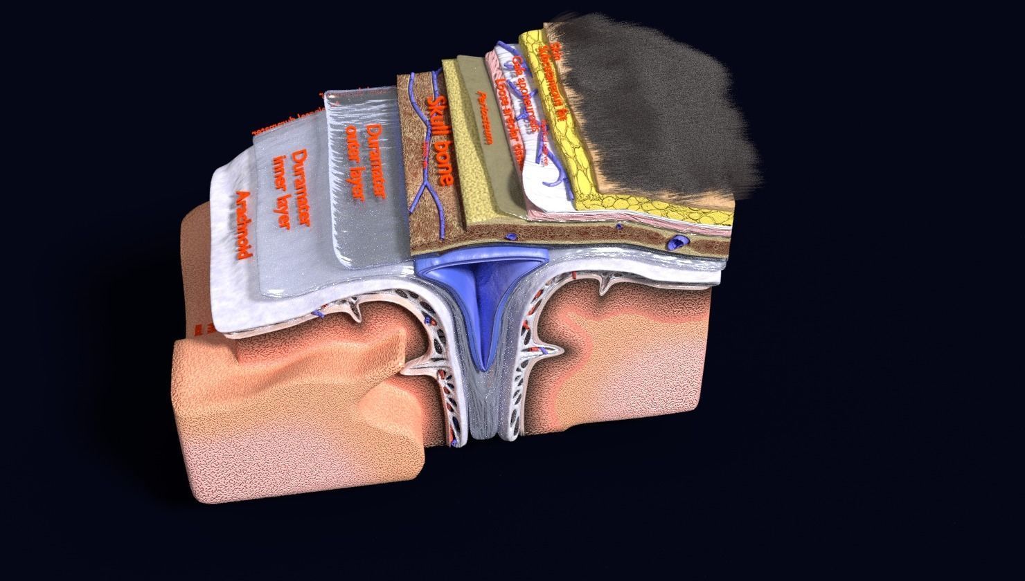 brain with meninges labelled detail 3D model_119