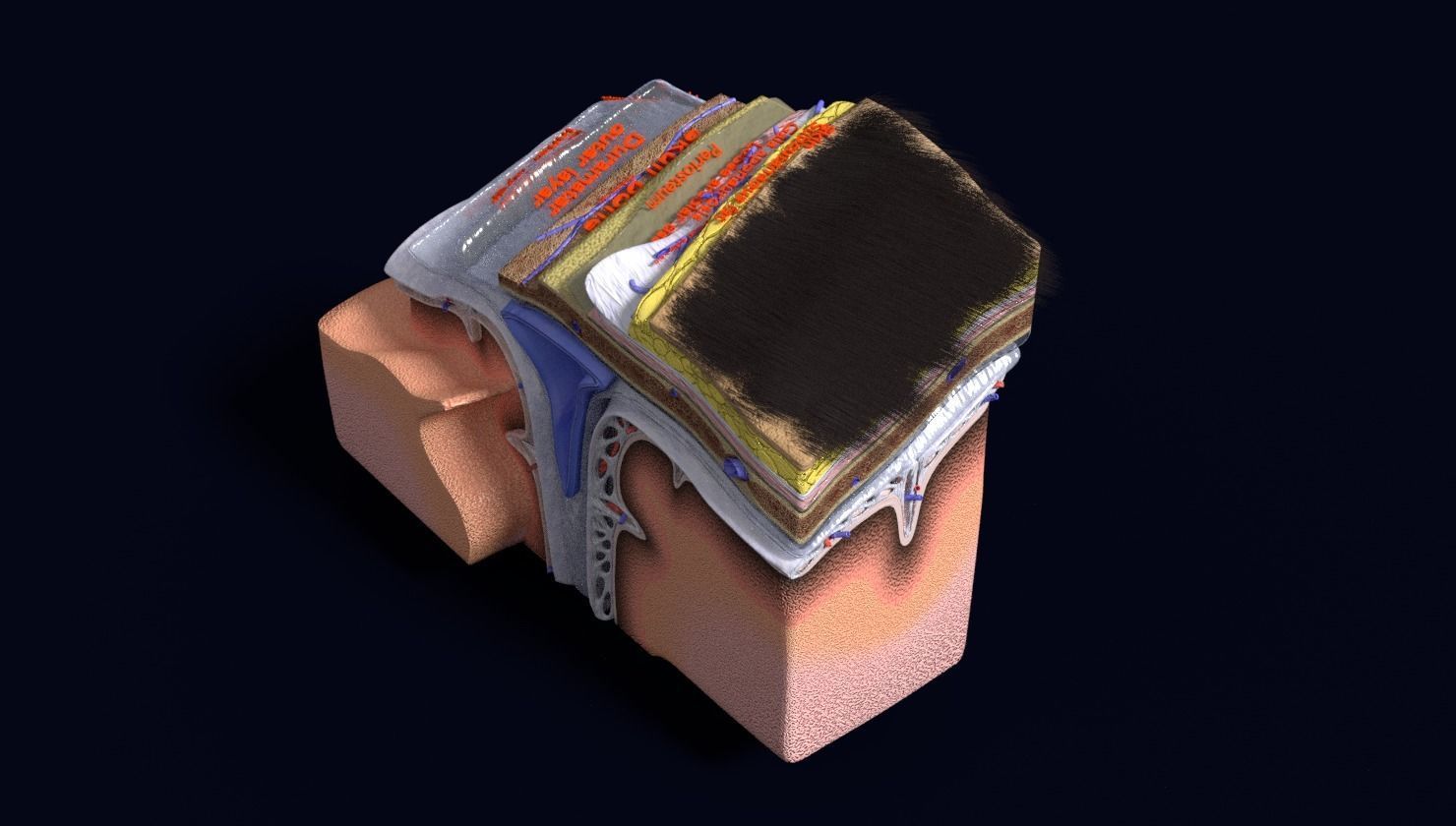 brain with meninges labelled detail 3D model_108