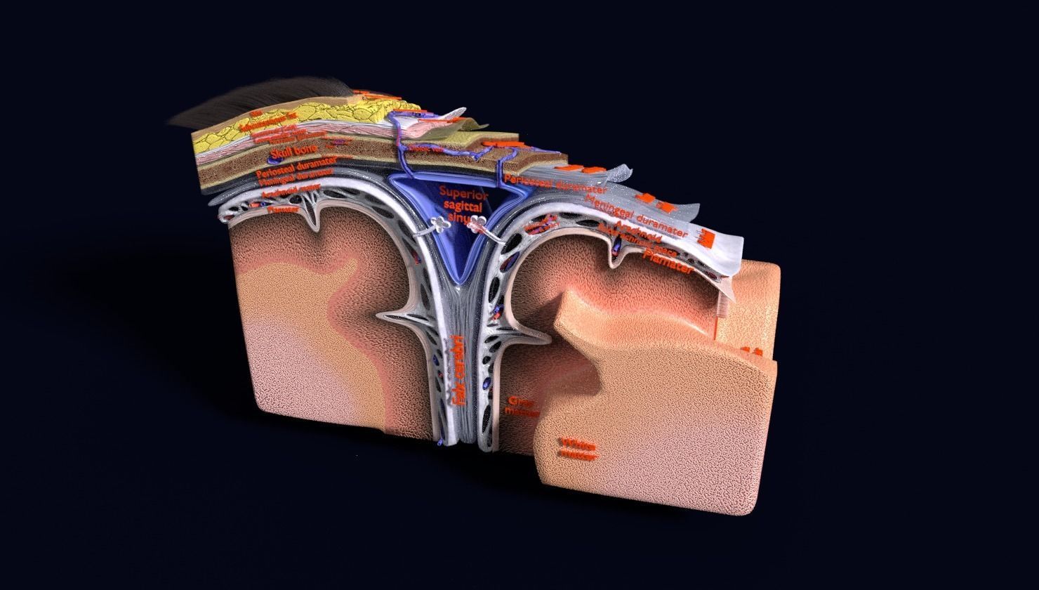 brain with meninges labelled detail 3D model_79