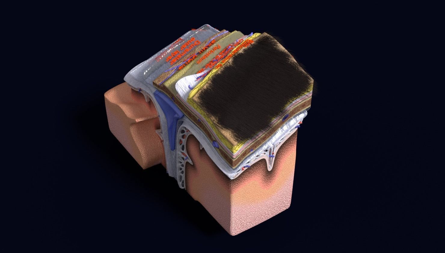 brain with meninges labelled detail 3D model_107