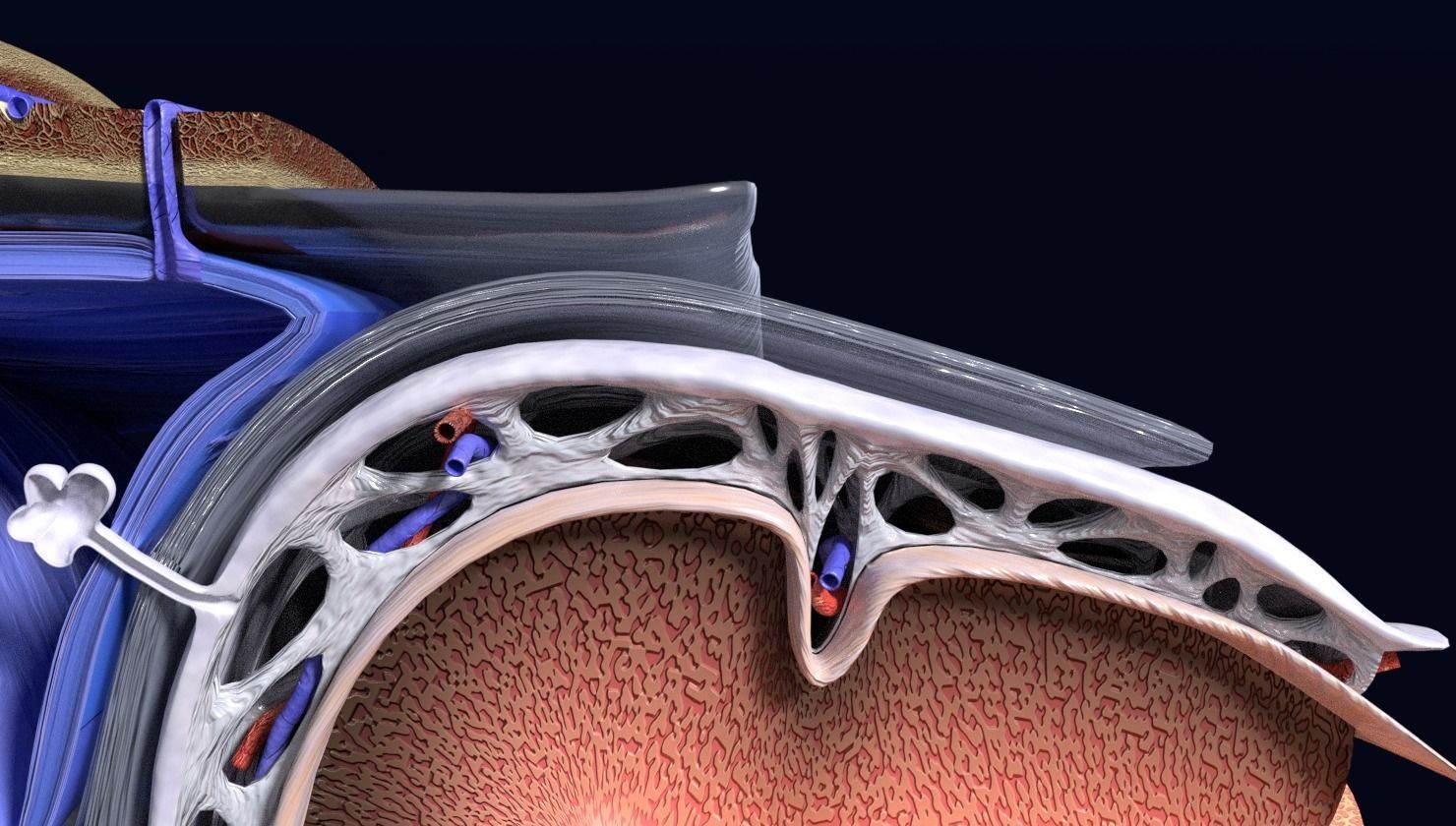 brain with meninges labelled detail 3D model_46