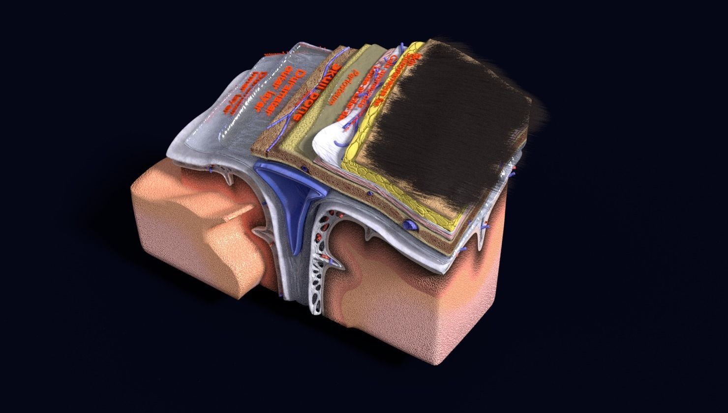 brain with meninges labelled detail 3D model_111