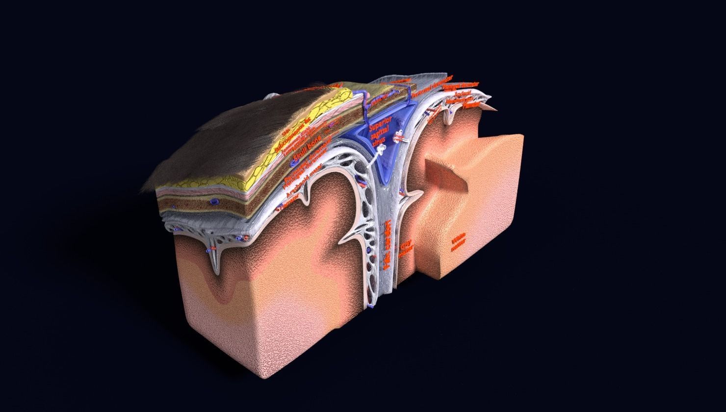 brain with meninges labelled detail 3D model_91