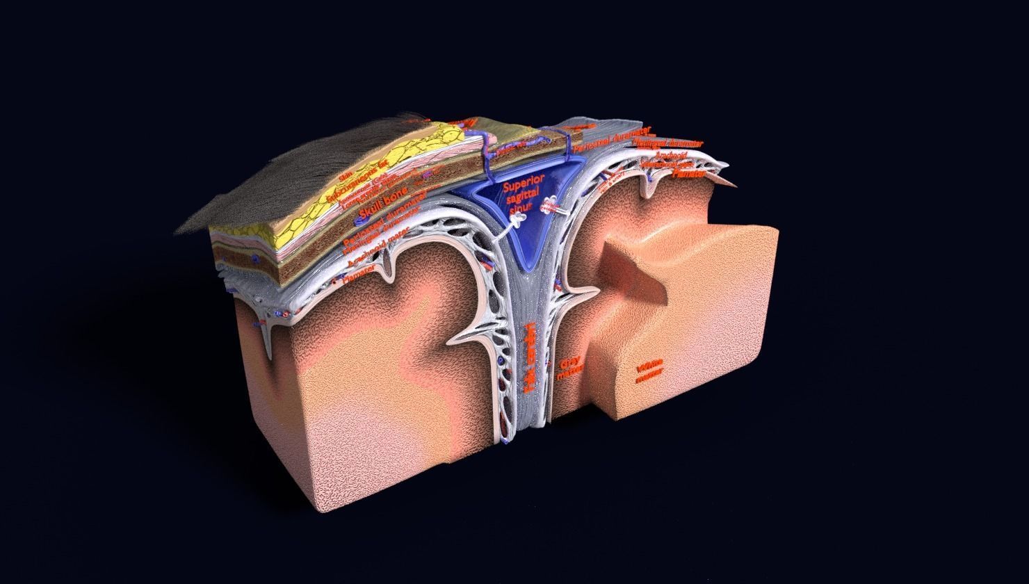 brain with meninges labelled detail 3D model_89