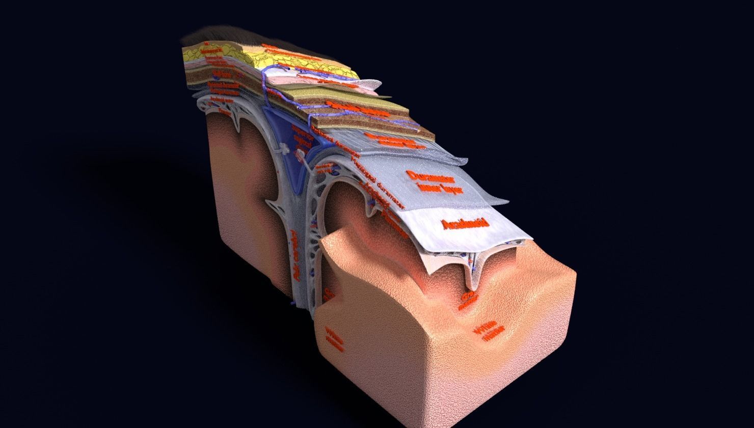 brain with meninges labelled detail 3D model_72
