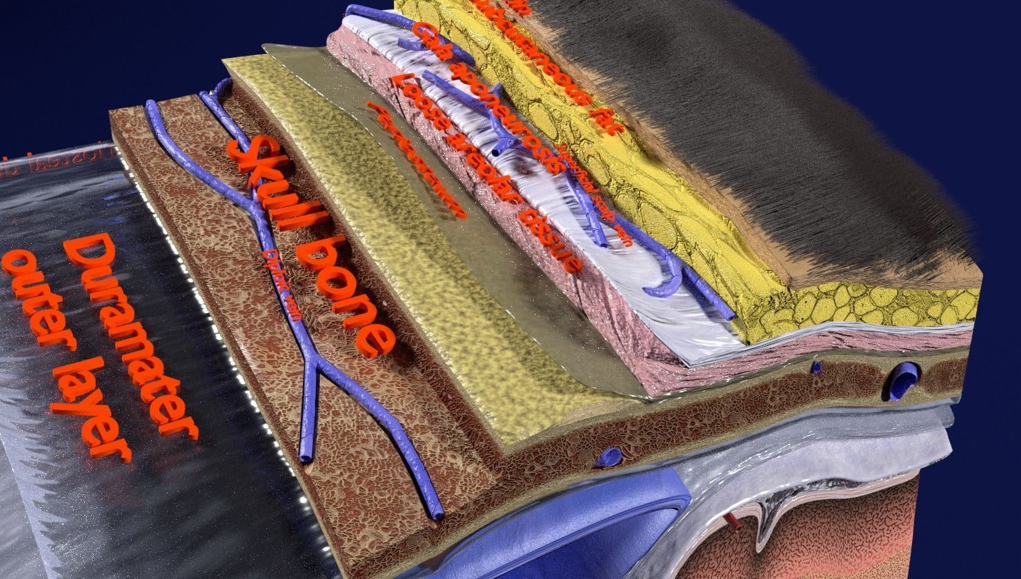 brain with meninges labelled detail 3D model_42