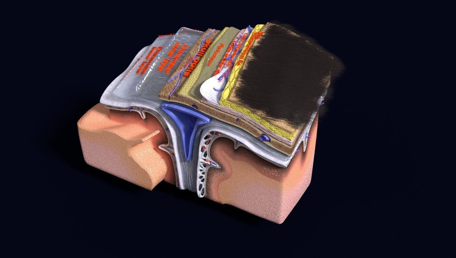 brain with meninges labelled detail 3D model_112