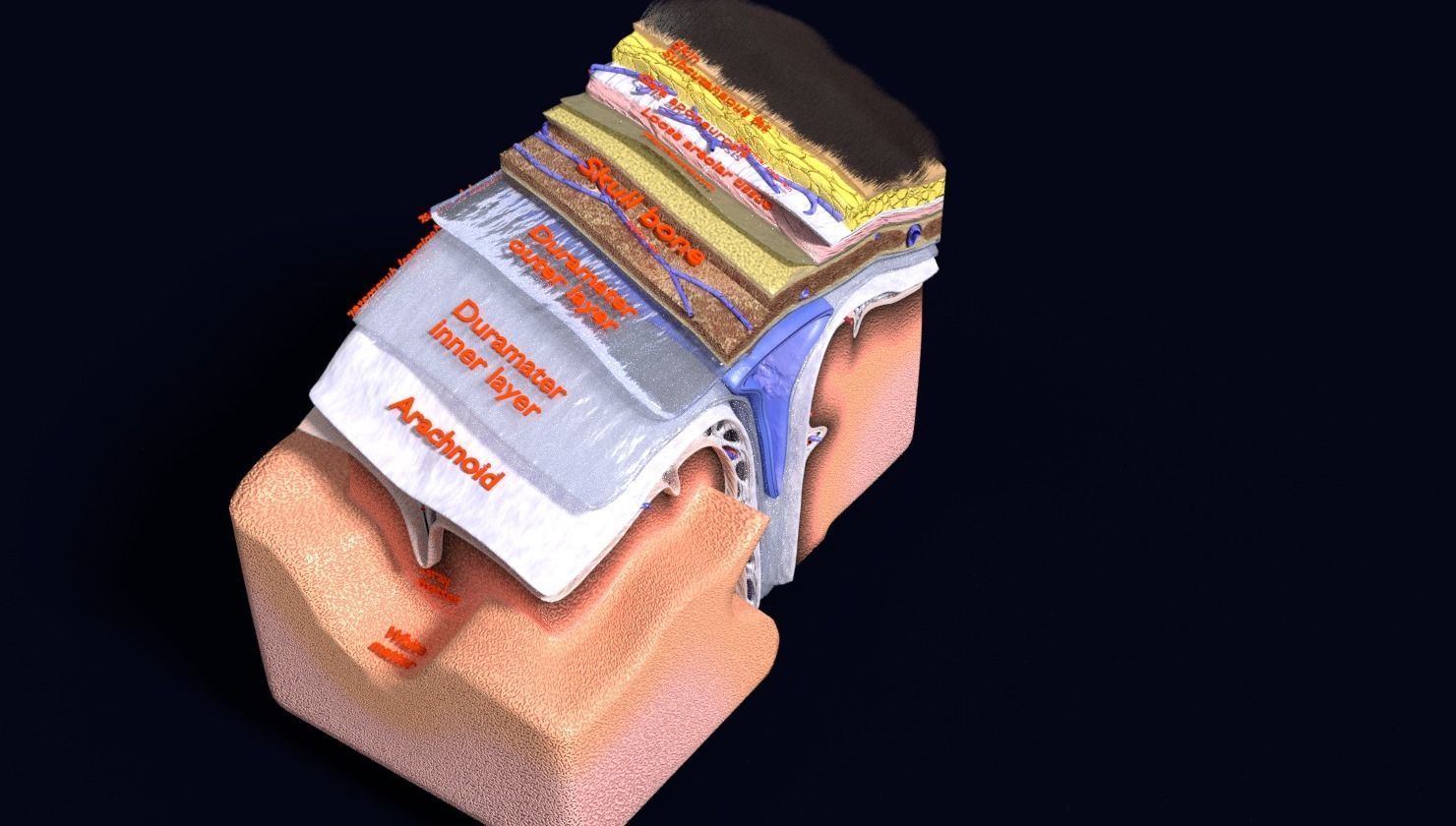 brain with meninges labelled detail 3D model_57