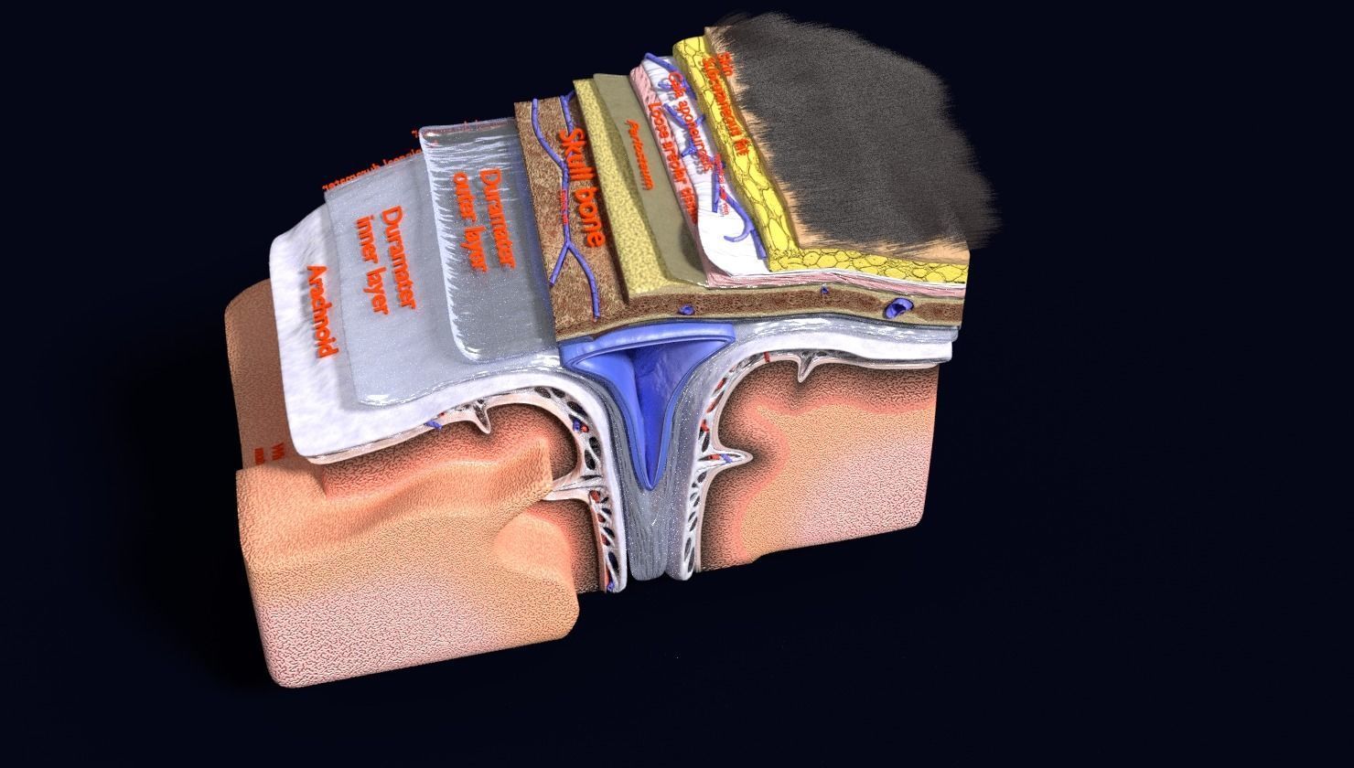 brain with meninges labelled detail 3D model_121