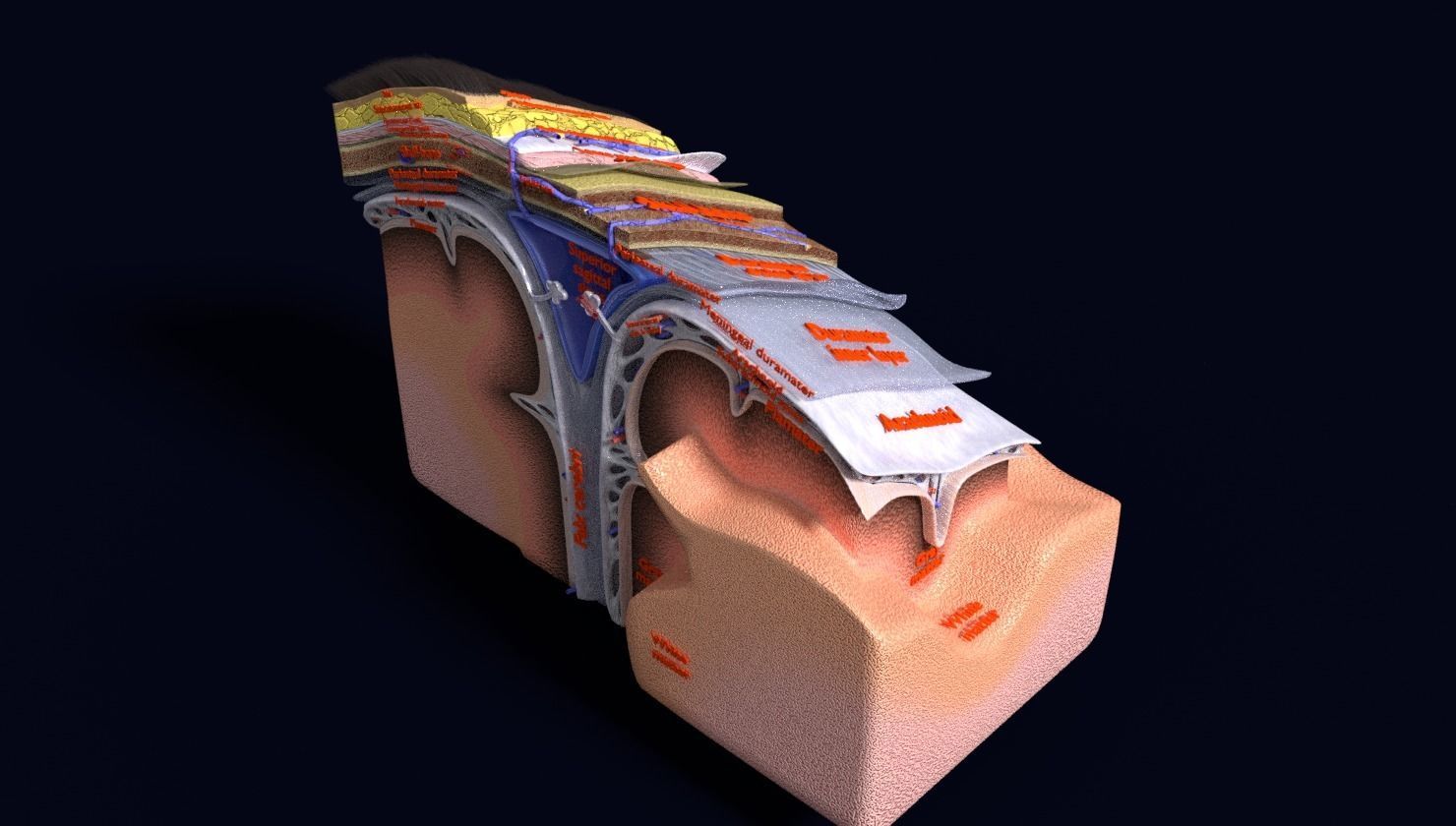 brain with meninges labelled detail 3D model_71