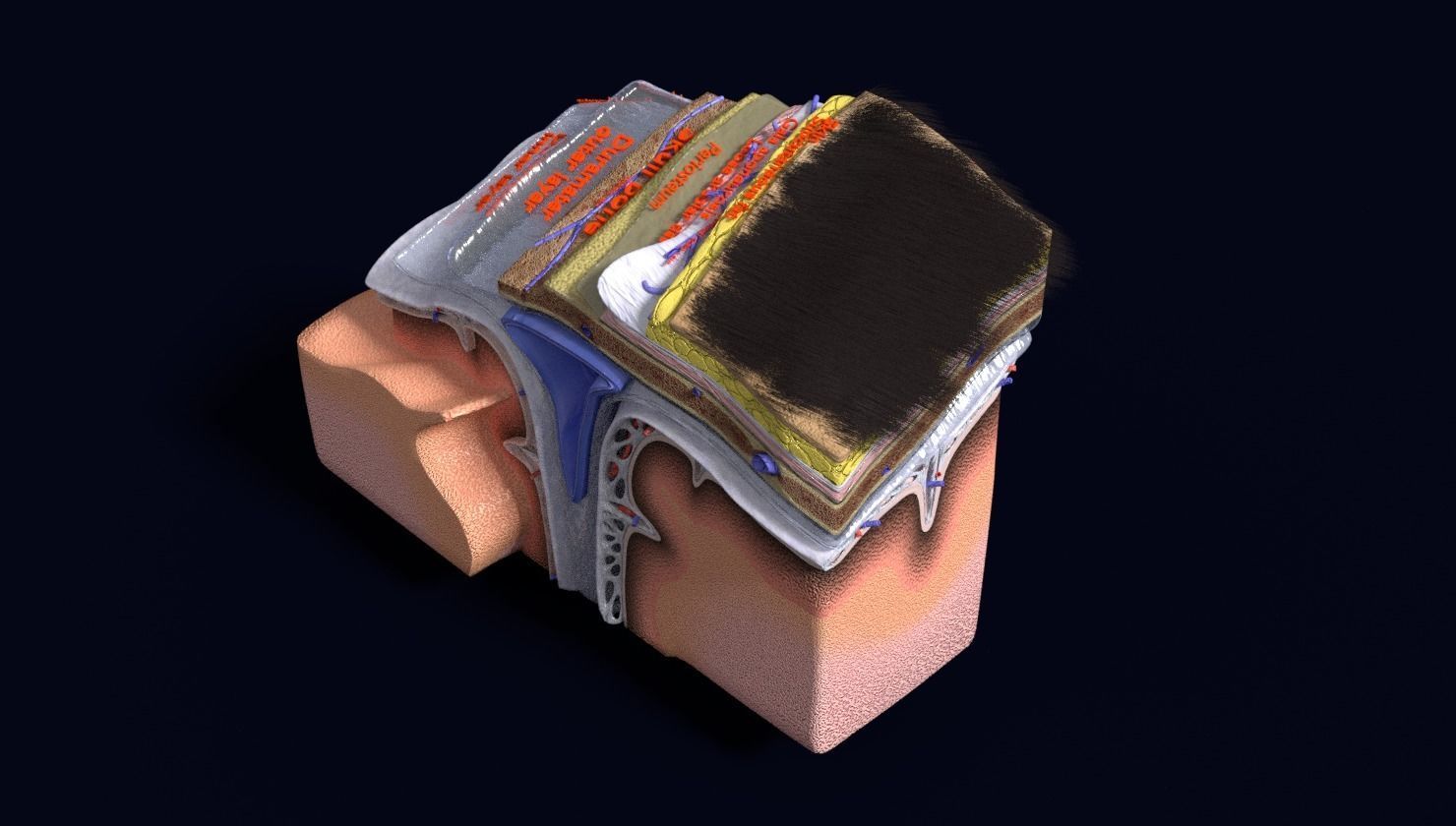 brain with meninges labelled detail 3D model_110