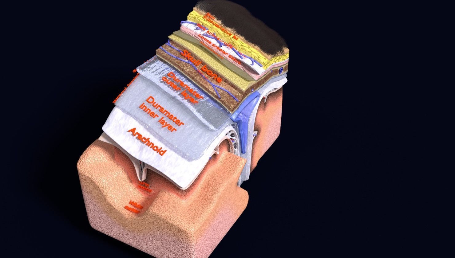 brain with meninges labelled detail 3D model_58