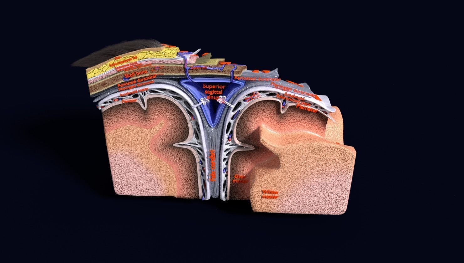 brain with meninges labelled detail 3D model_82