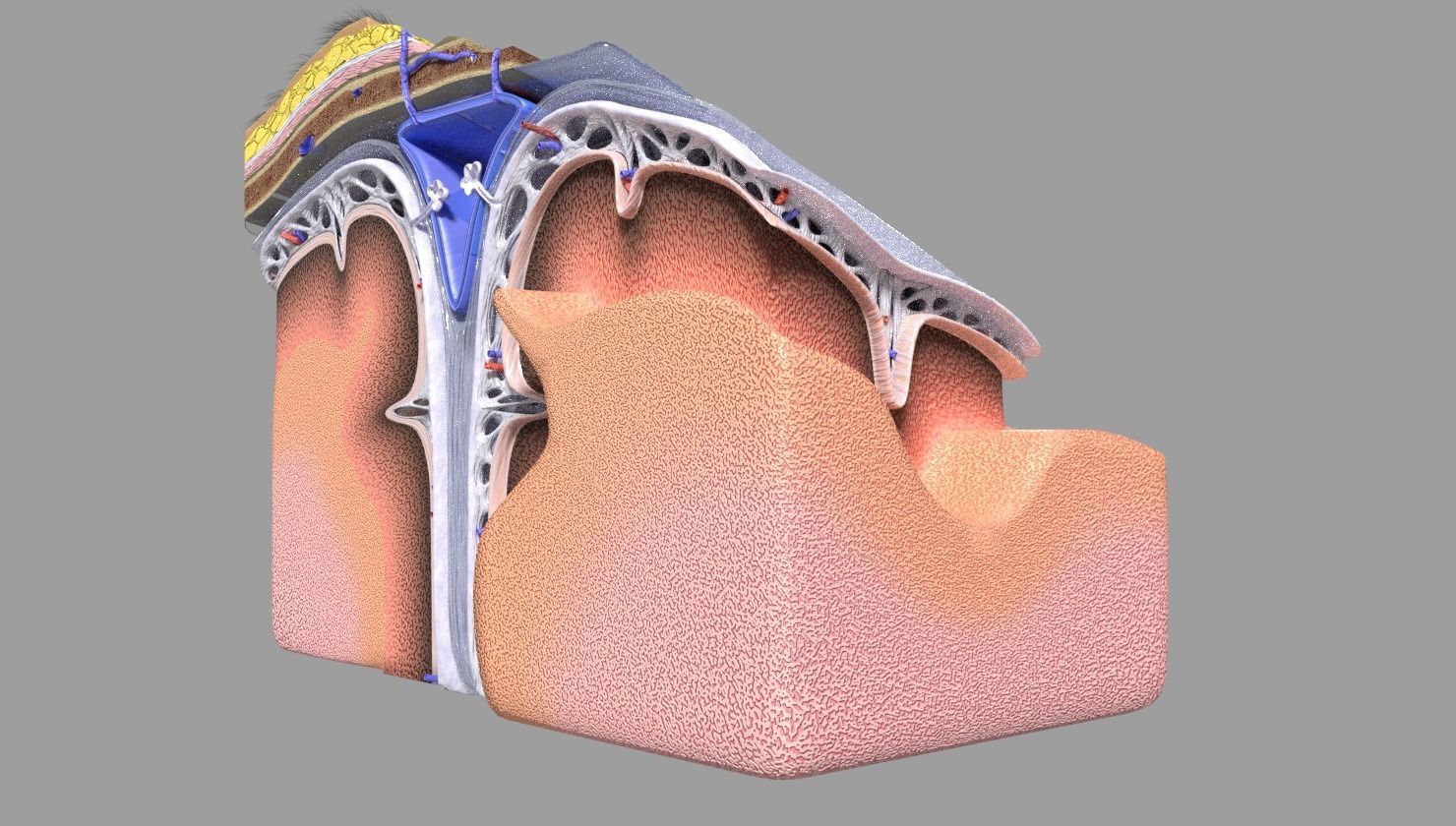 brain with meninges labelled detail 3D model_49