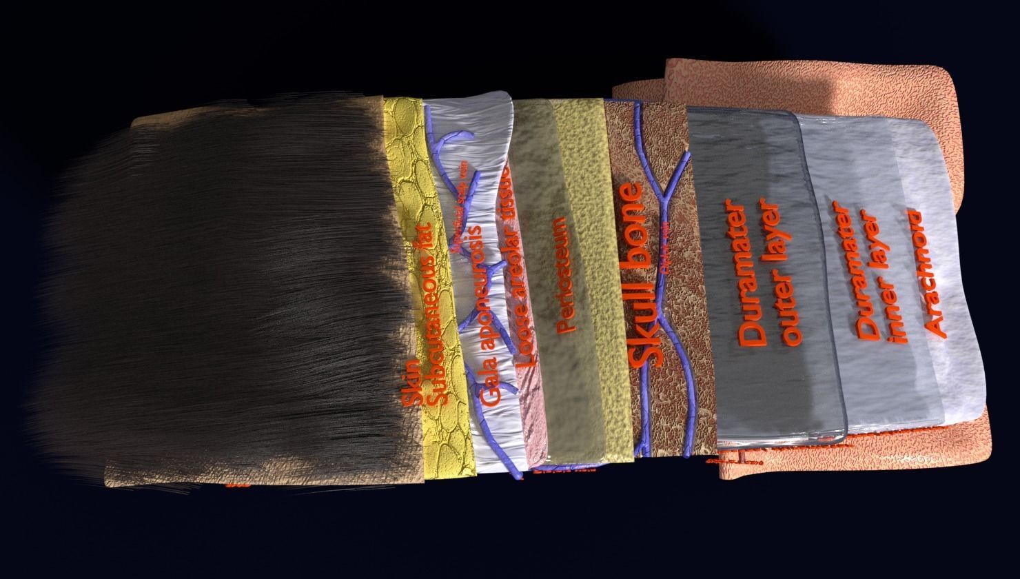 brain with meninges labelled detail 3D model_40