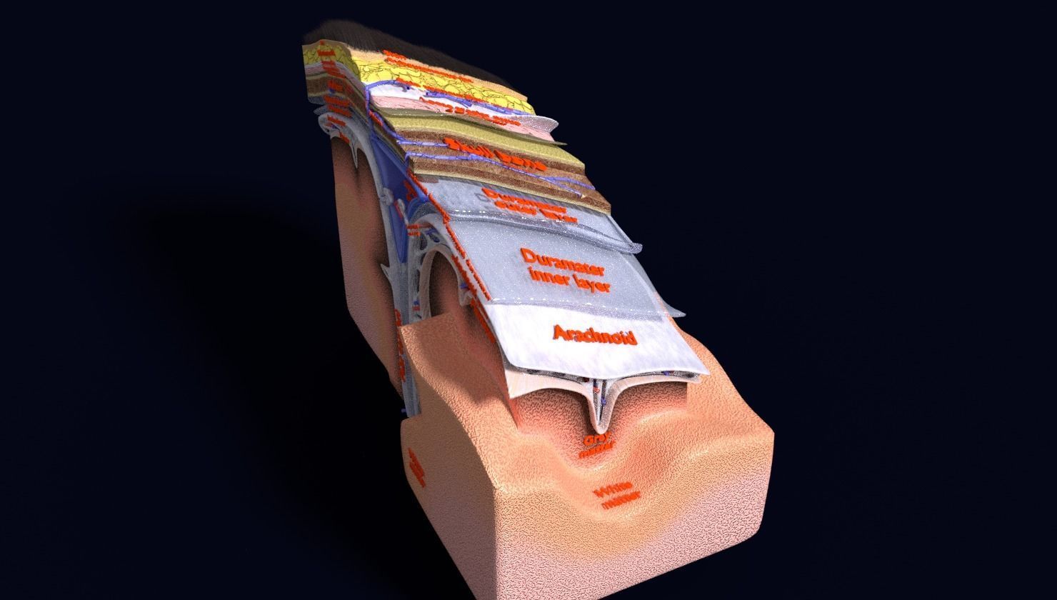 brain with meninges labelled detail 3D model_69
