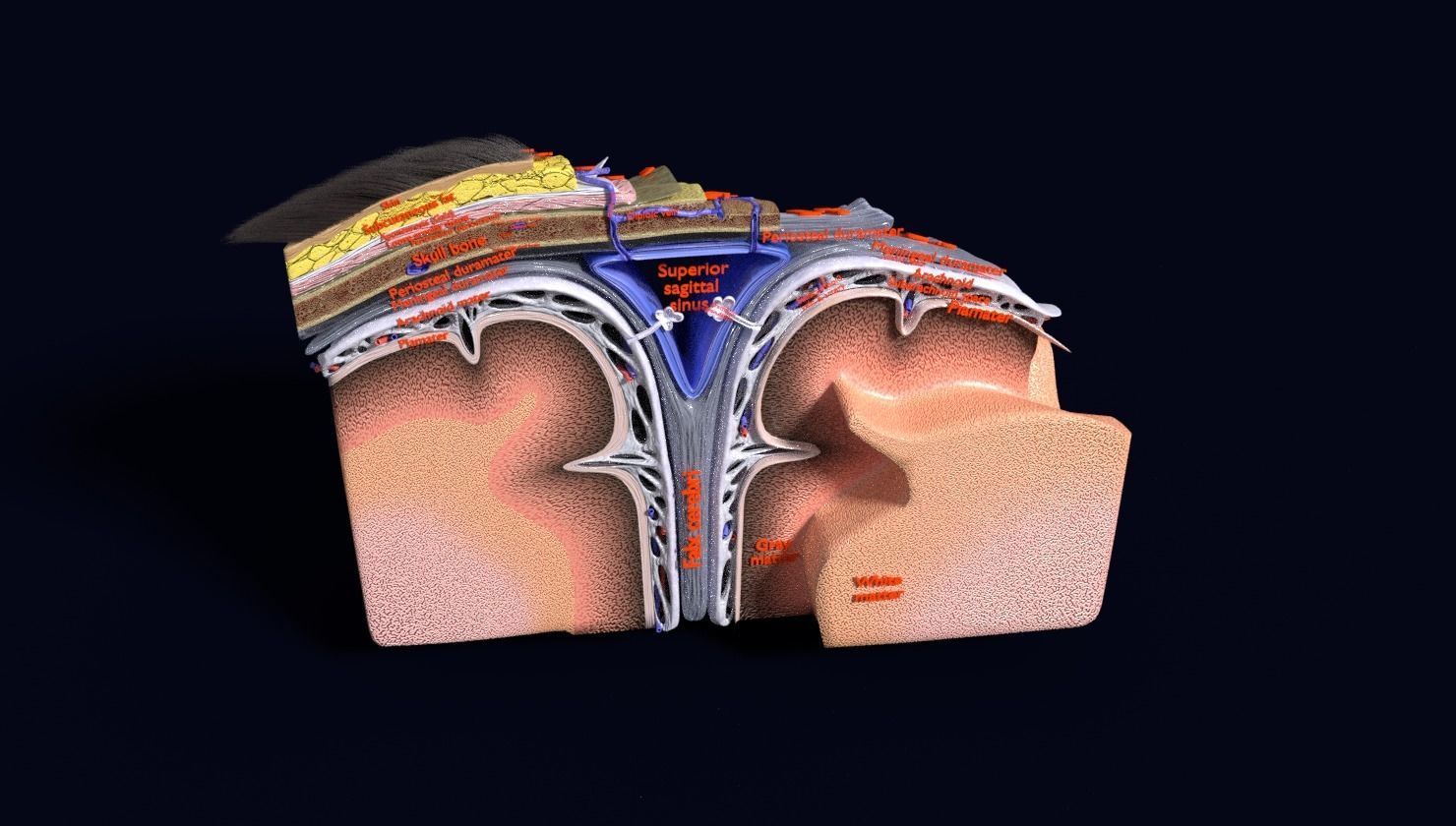brain with meninges labelled detail 3D model_84