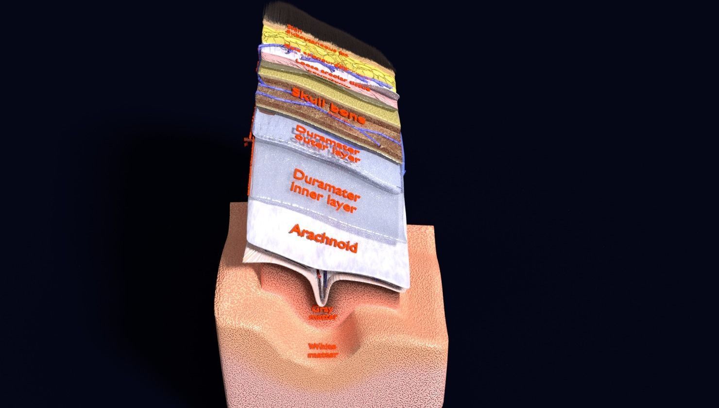 brain with meninges labelled detail 3D model_64