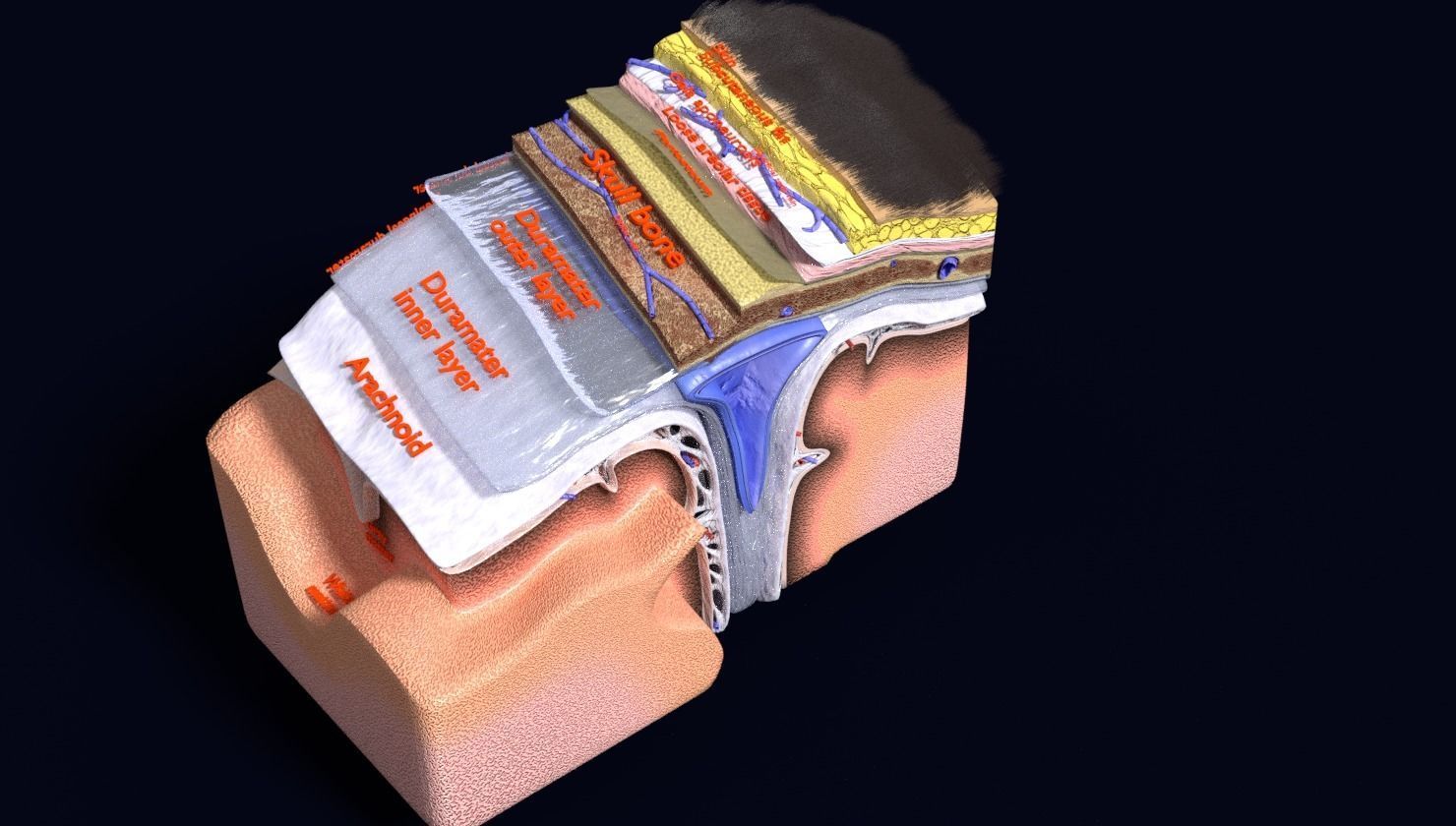 brain with meninges labelled detail 3D model_54